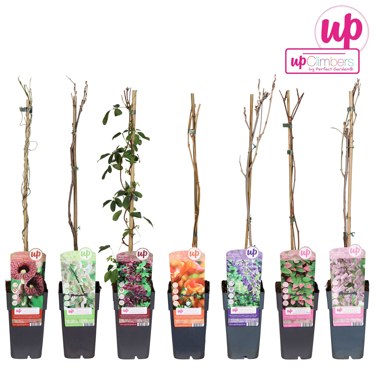 Climbers Mix 65cm 15cm Pot