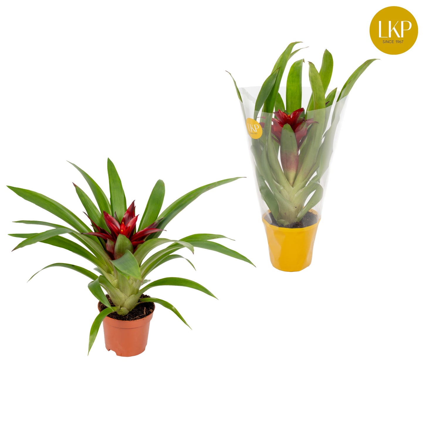 LKP plants Guzmania Glow Pack of 11