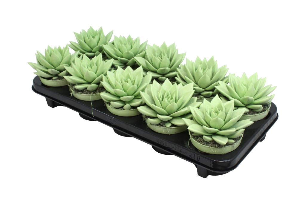 Echeveria Miranda 13cm 10.5cm Pot