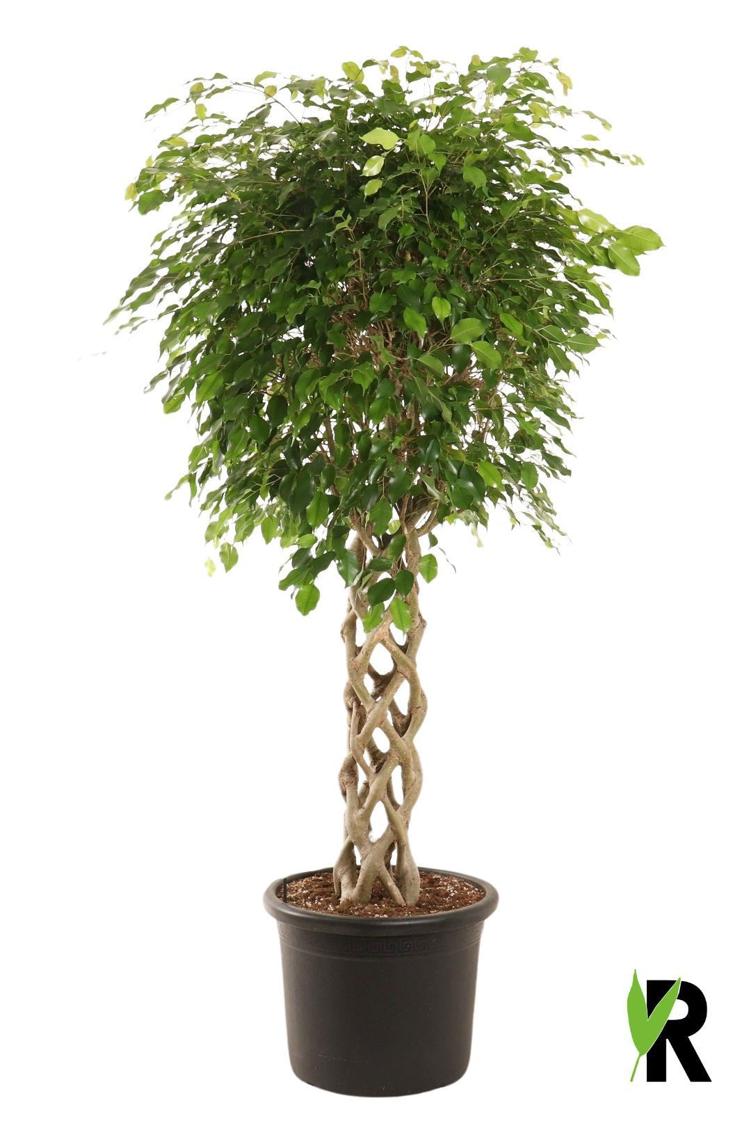 Ficus benj. Exotica 180cm 40cm Pot