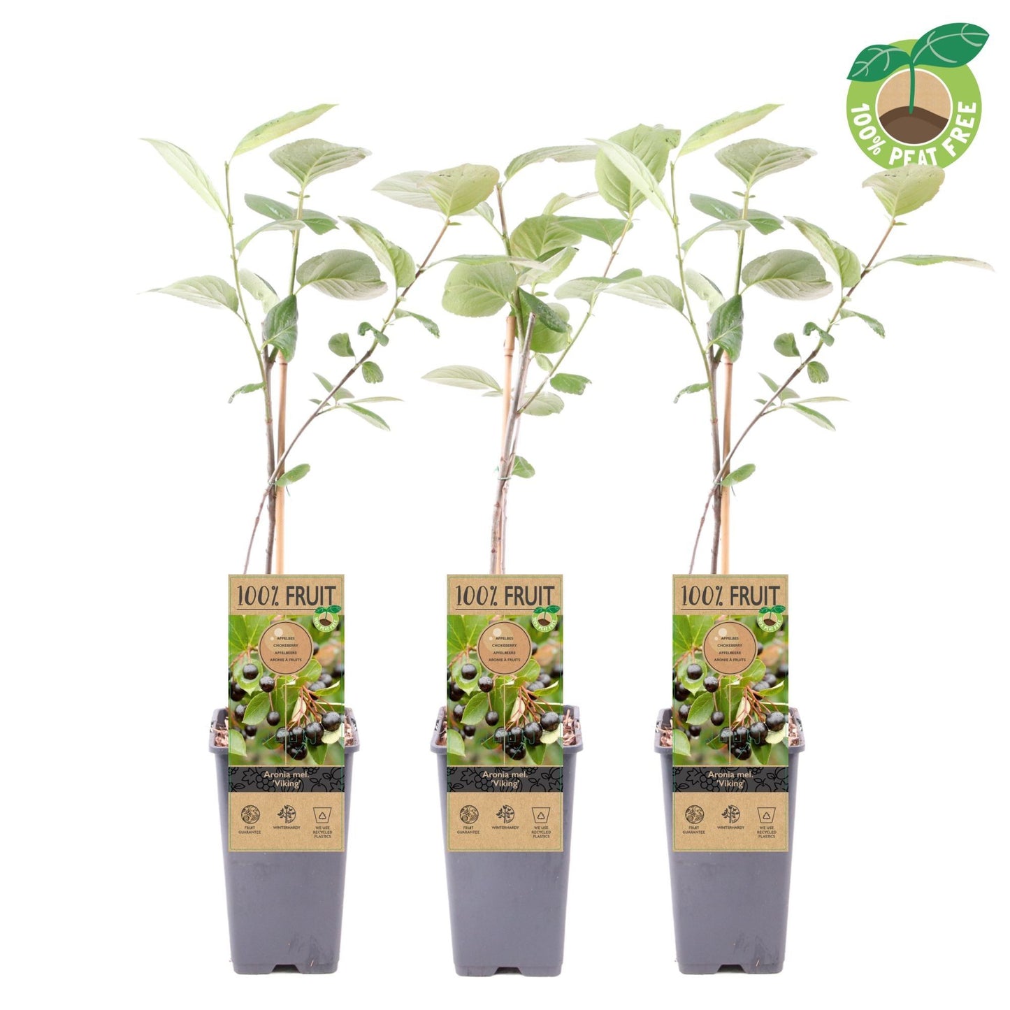 Aronia melanocarpa Chokeberry 50cm 15cm Pot