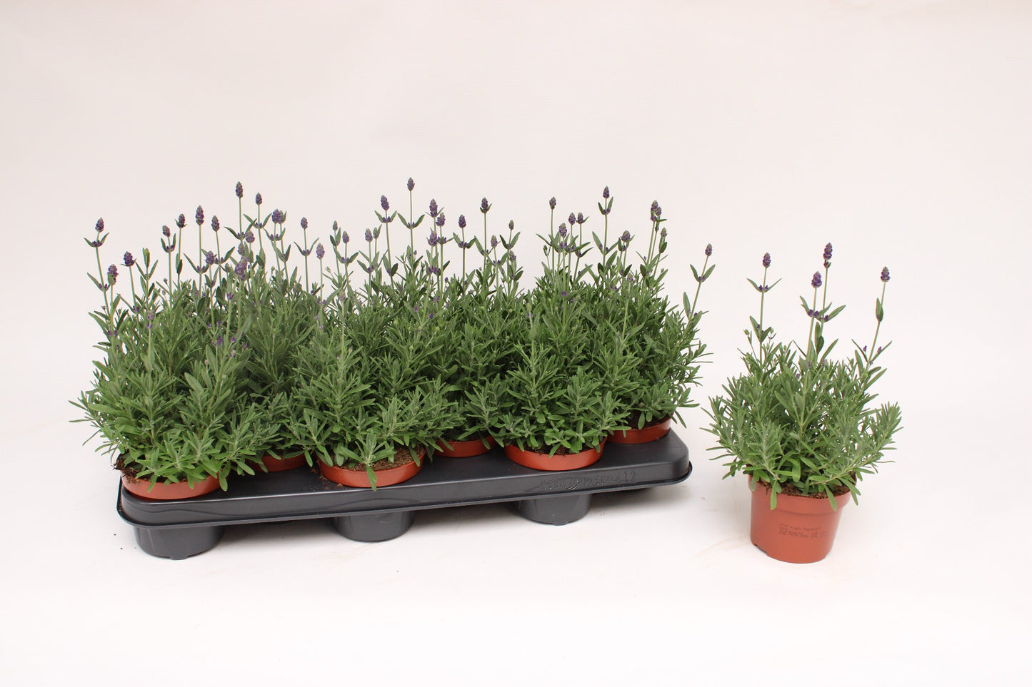 Lavandula Hidcote 25cm 510cm Pot