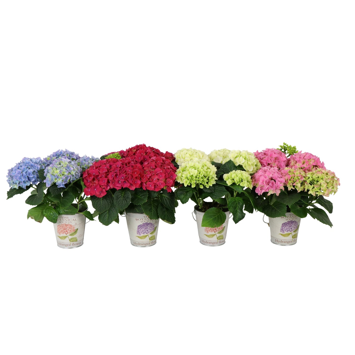 Hydrangea macrophylla mix 25cm 11cm Pot