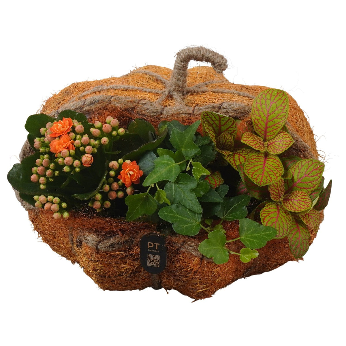 Indoor arrangement 19cm 22cm Pot
