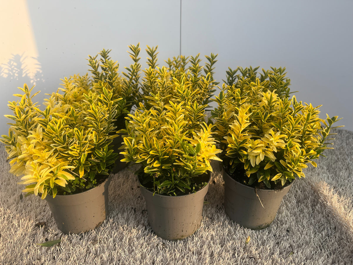Euonymus japonicus Microphyllus Aureovariegatus 20cm 10.5cm Pot