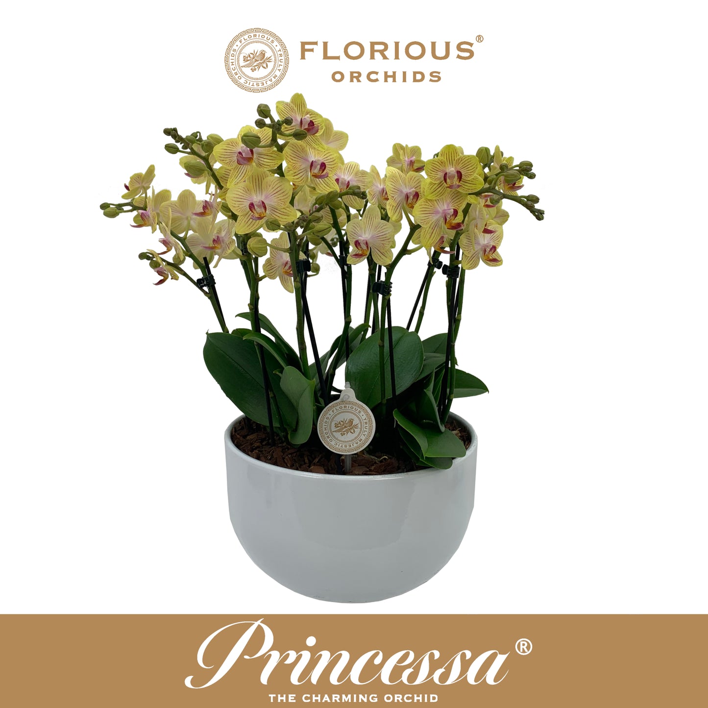 Phalaenopsis yellow 45cm 25cm Pot