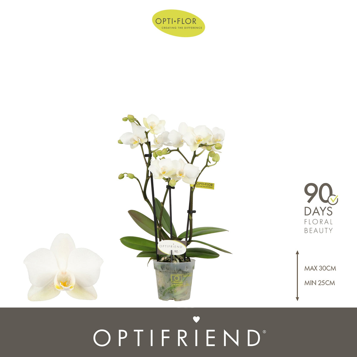 Phalaenopsis multiflora white 25cm 7cm Pot