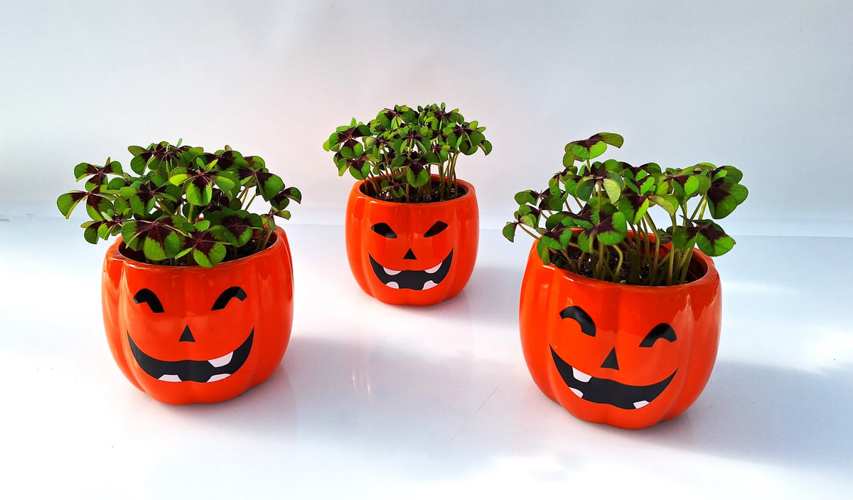 Oxalis deppei 14cm 12cm Pot