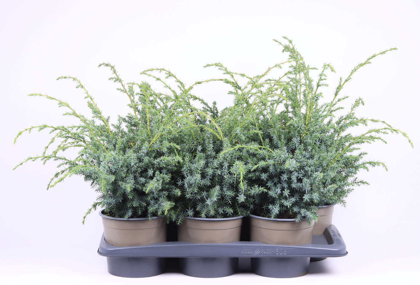Juniperus Blue Alps 50cm 17cm Pot
