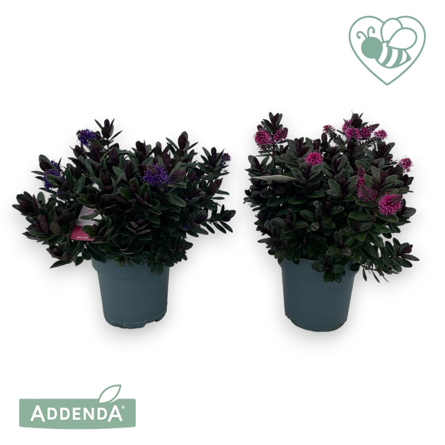 Hebe Vinoa Purple 35cm 15cm Pot