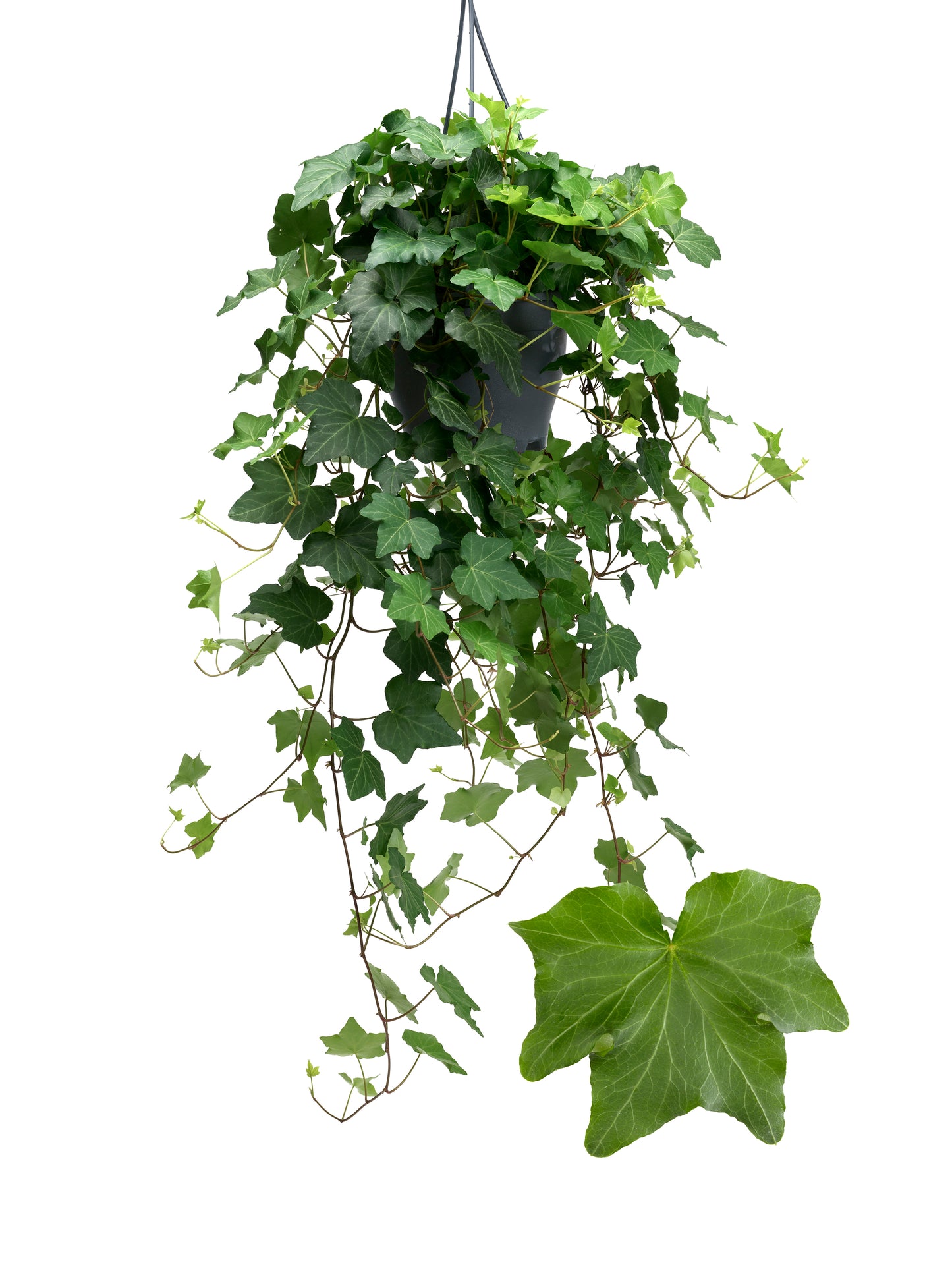 Hedera helix Brigitte 19cm Pot