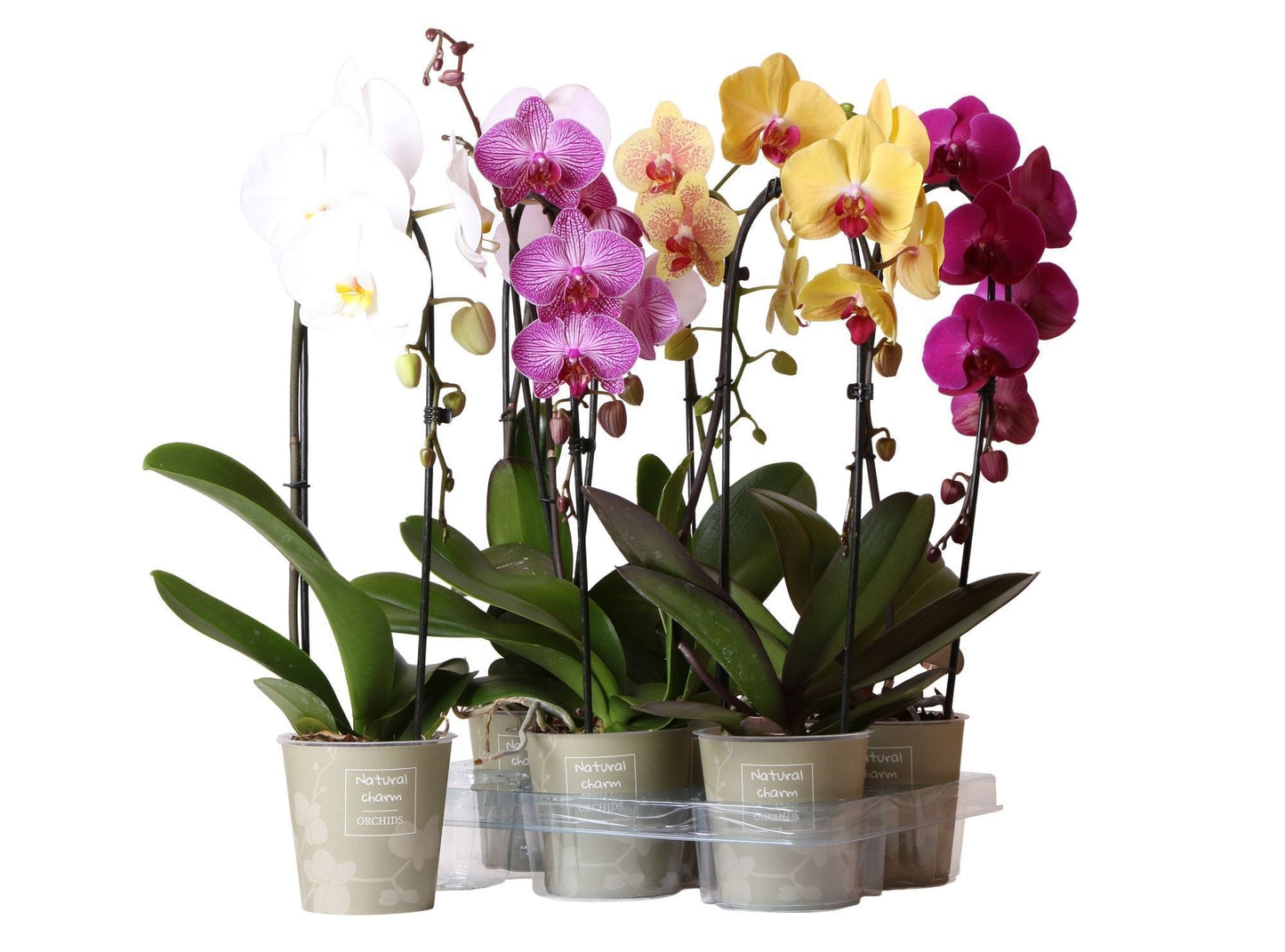 Phalaenopsis mix cascade A2 50cm 12cm Pot