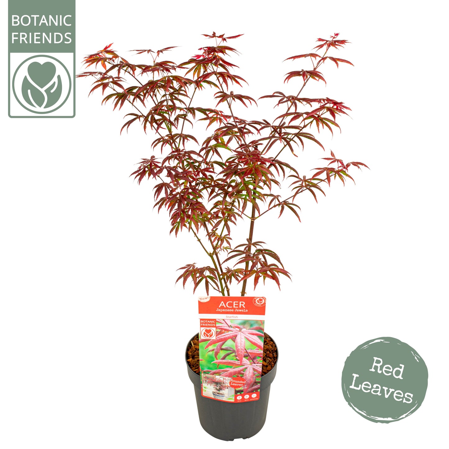 Acer Starfish 50cm 19cm Pot