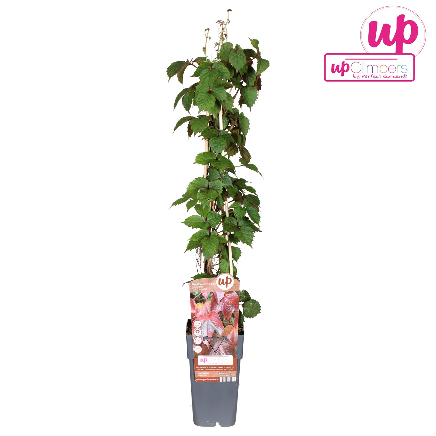 Parthenocissus tri. Veitch Boskoop 65cm 15cm Pot