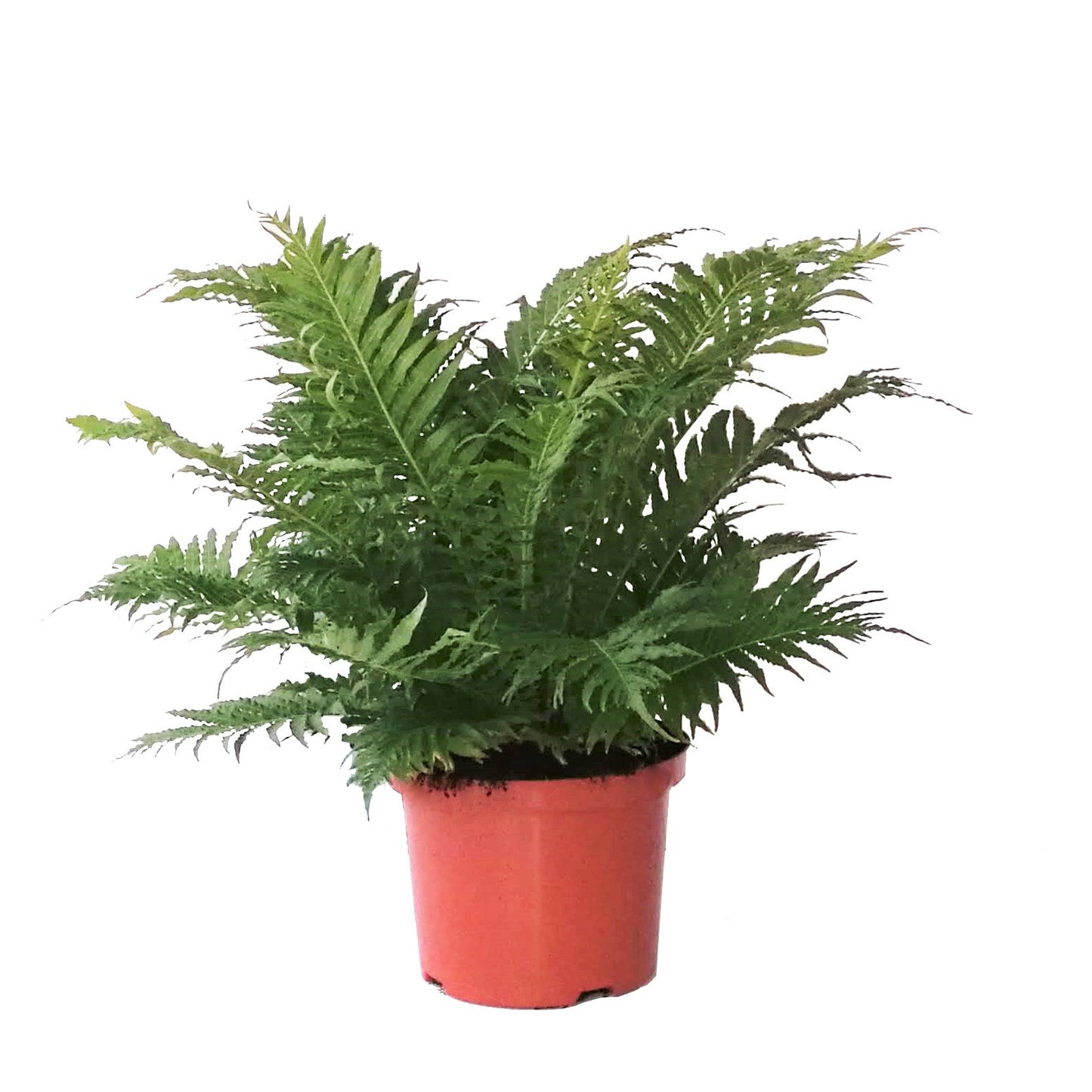 Blechnum Silver Lady 70cm 24cm Pot