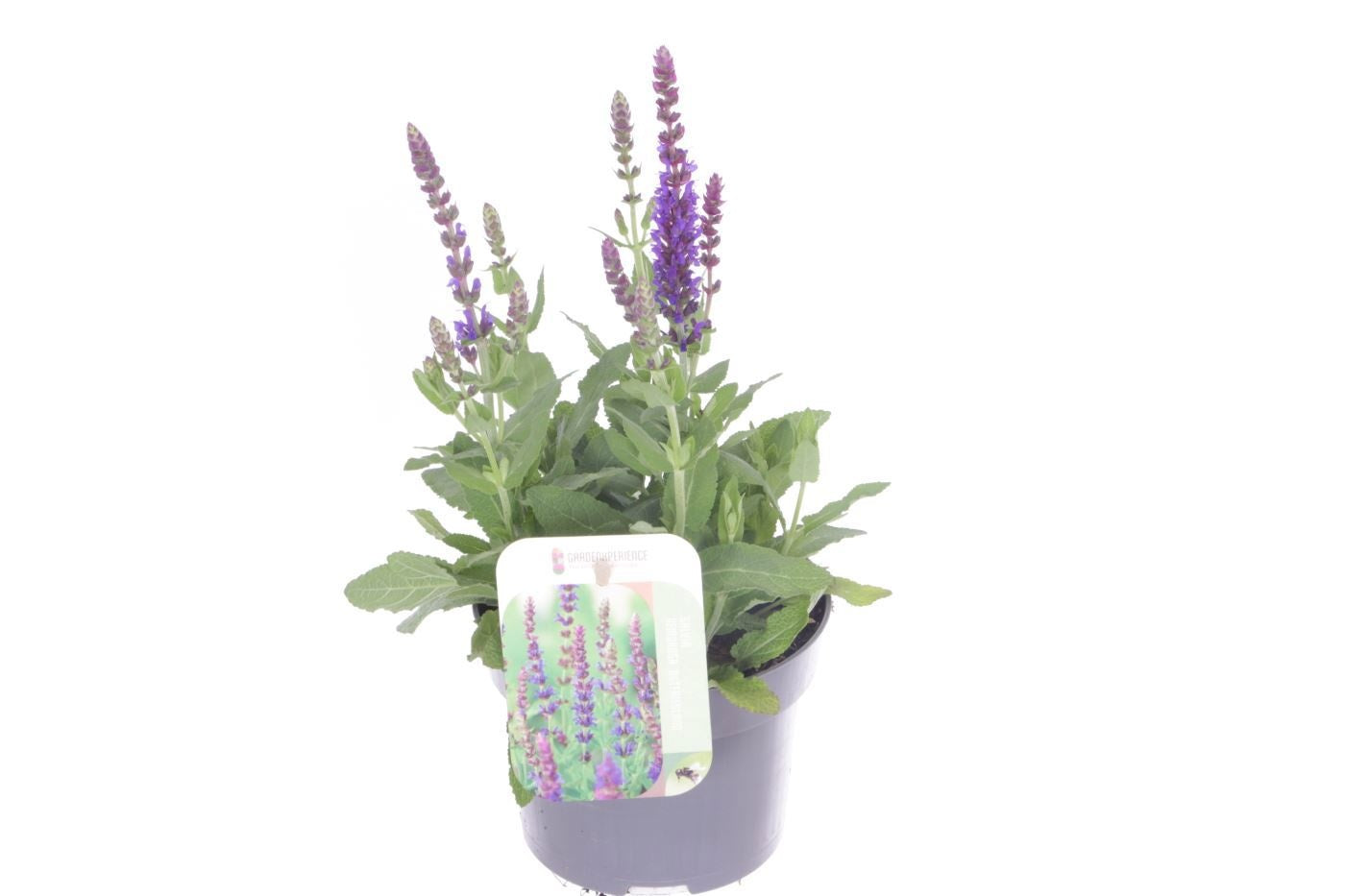 Salvia nem. Ostfriesland 35cm 13cm Pot