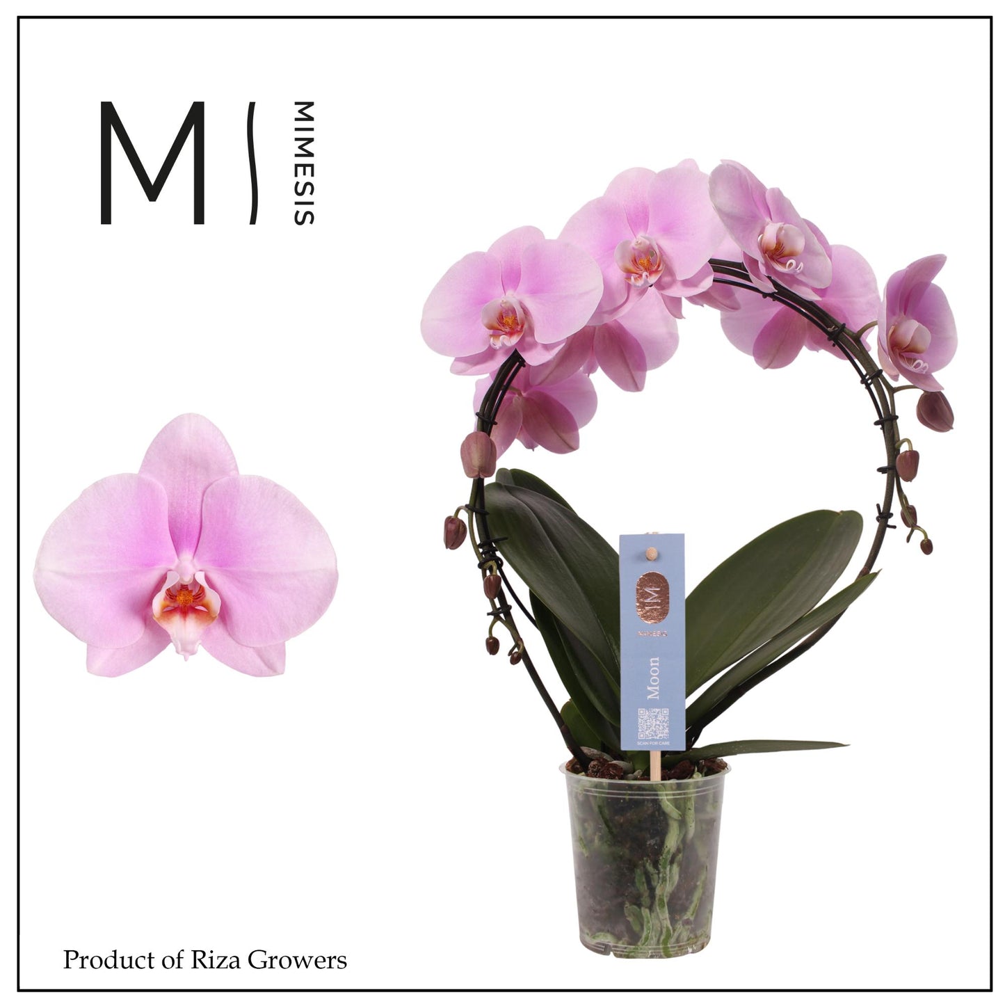 Riza Ter Laak Orchios Phalaenopsis pink Pack of 4
