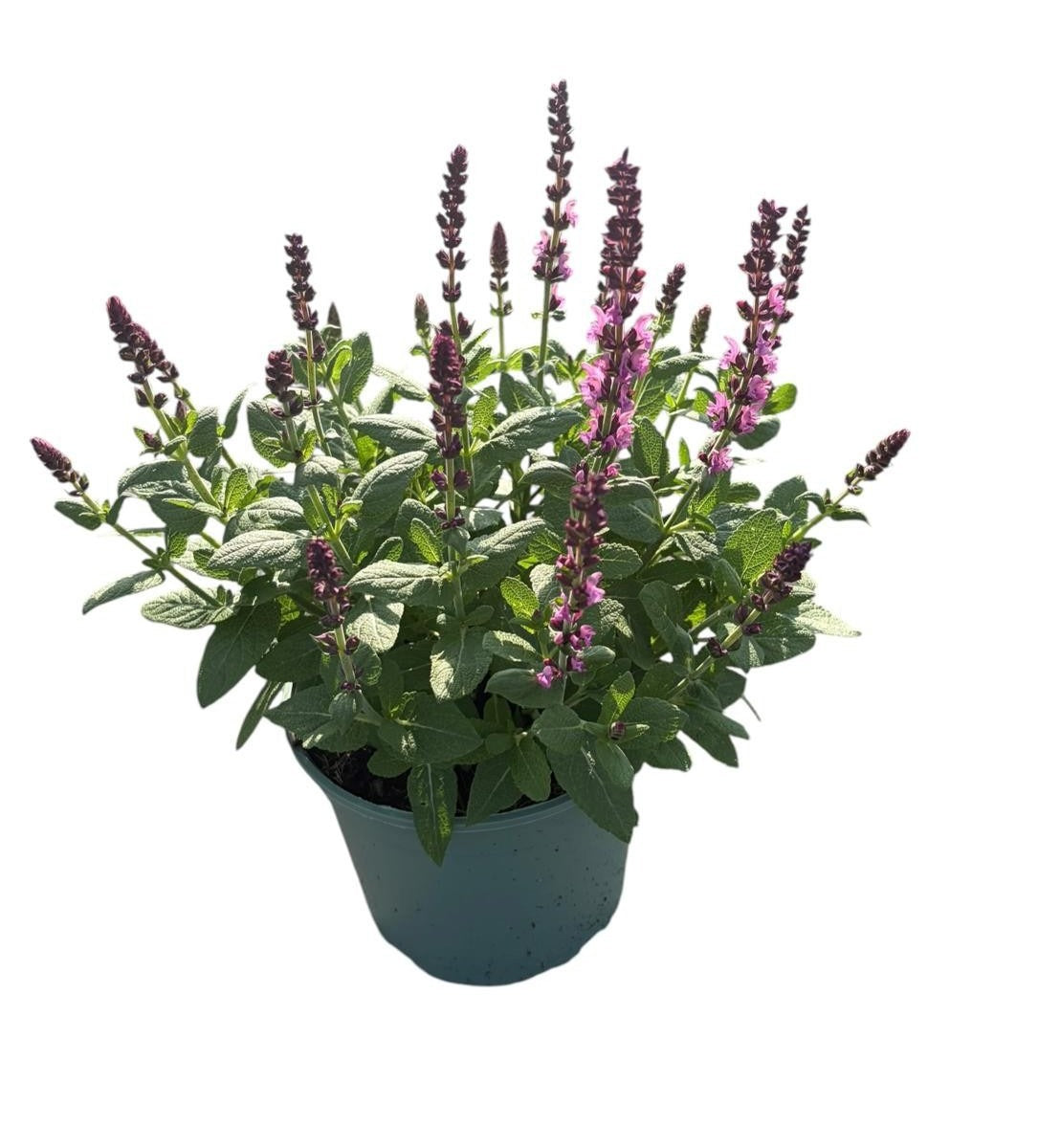 Salvia nem. Sensation Deep Rose 30cm 17cm Pot