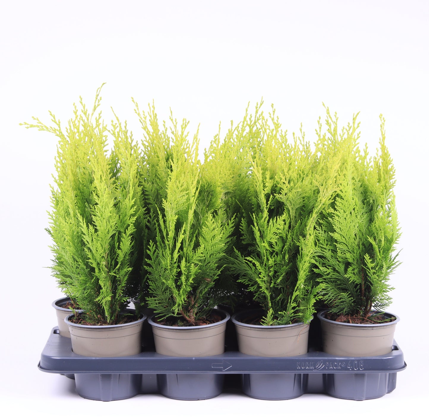 Chamaecyparis Ivonne 35cm 13cm Pot