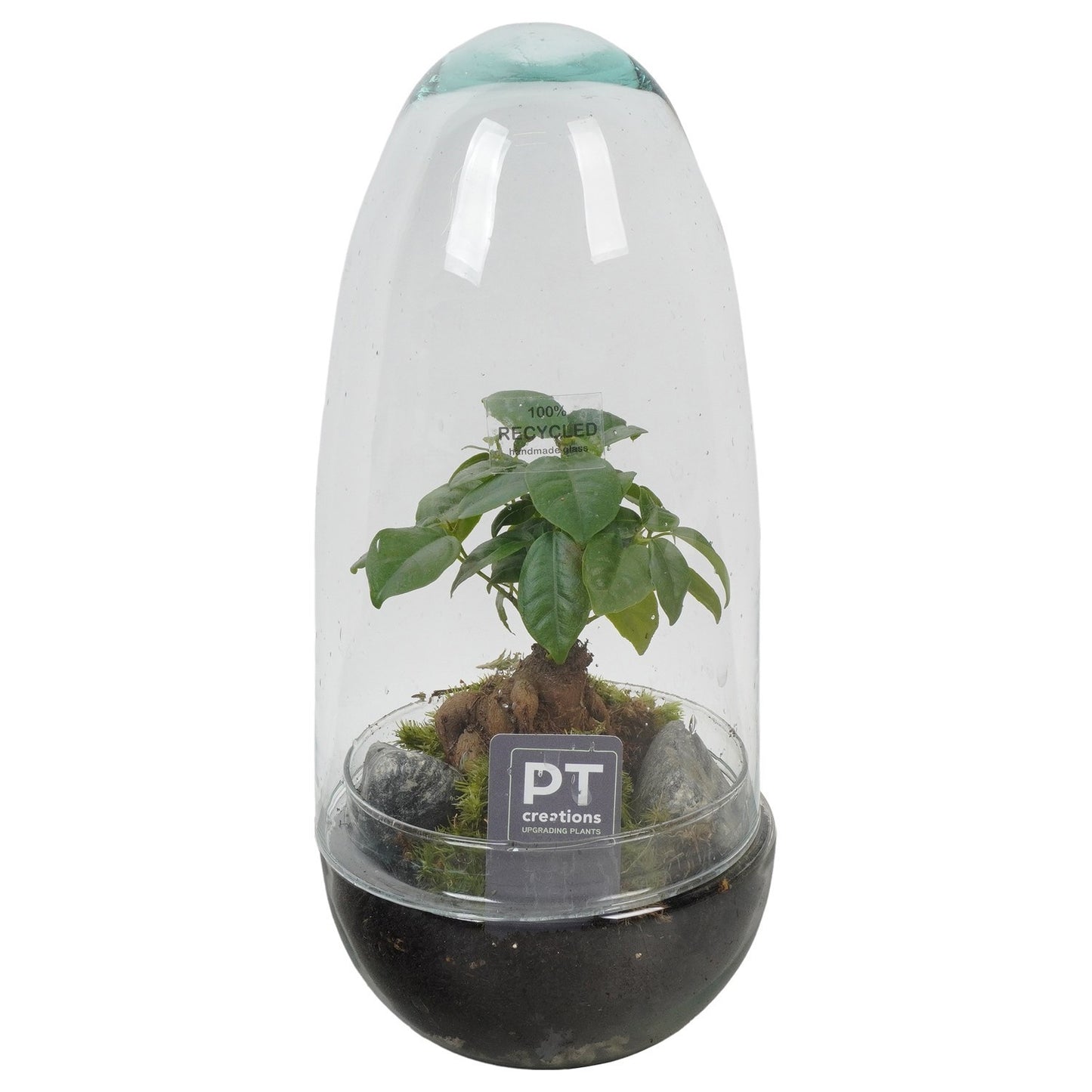 Indoor green arrangement 32cm 12cm Pot