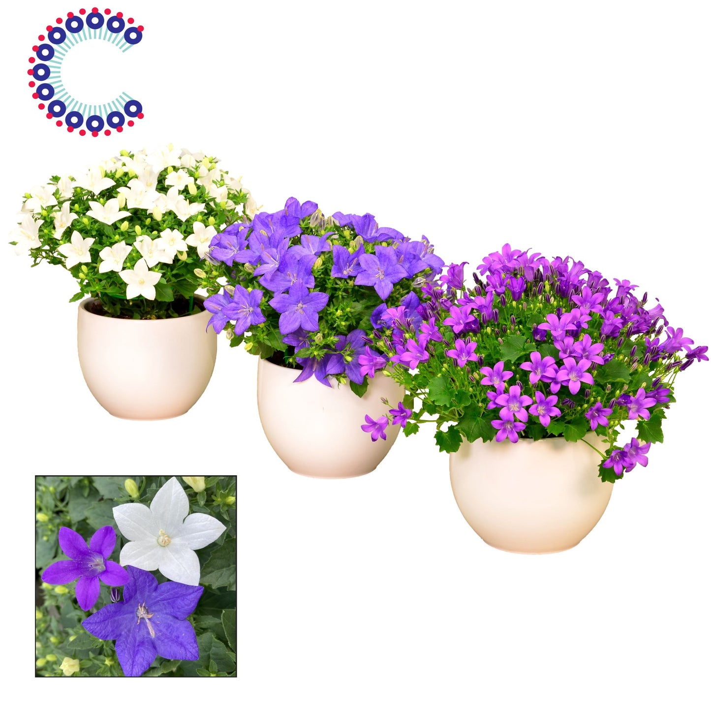 Campanula Hybrid 22cm 13cm Pot
