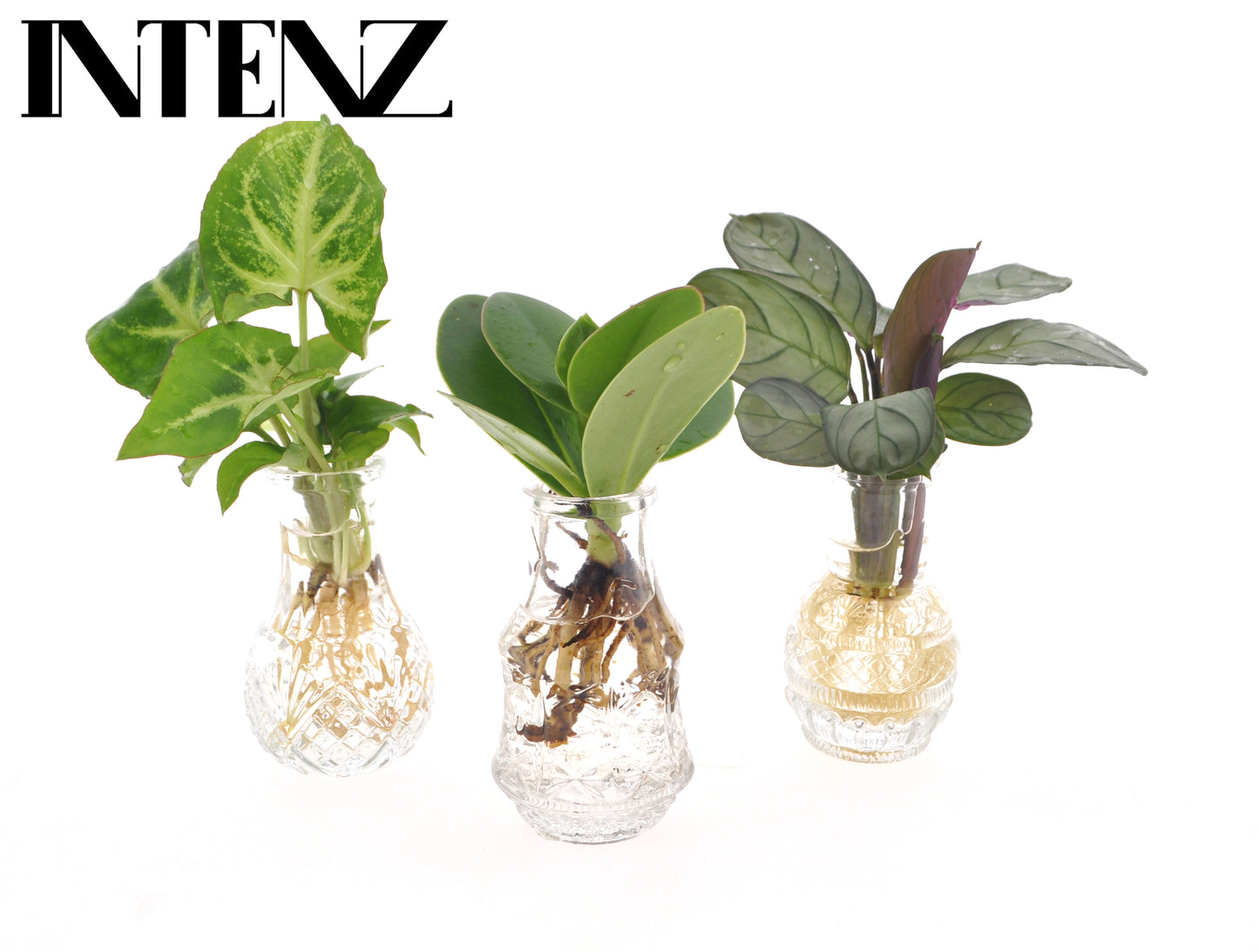 VDE plant BV Foliage Intenz mix in Berlin glass Pack of 7