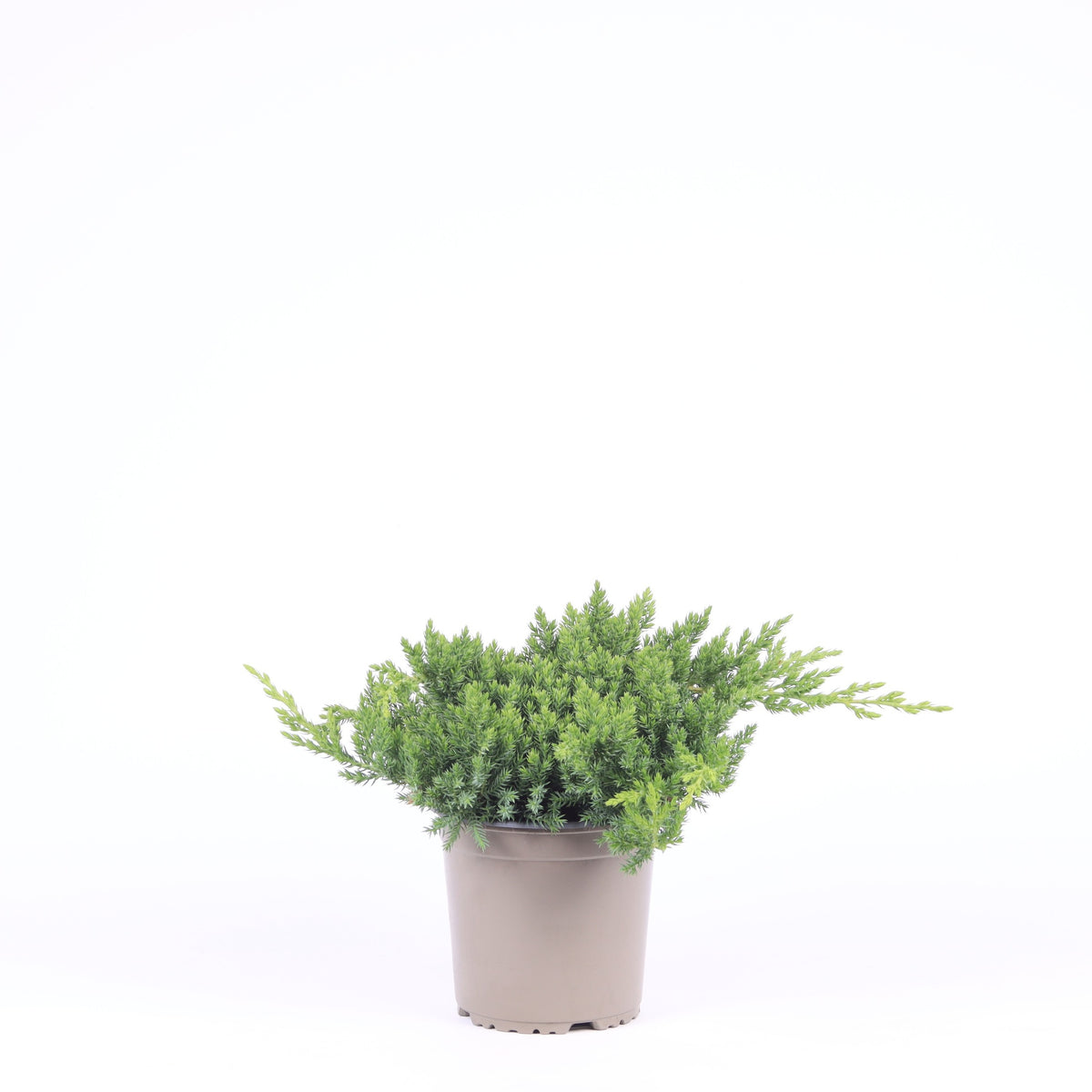 Juniperus procumbens Nana 25cm 15cm Pot