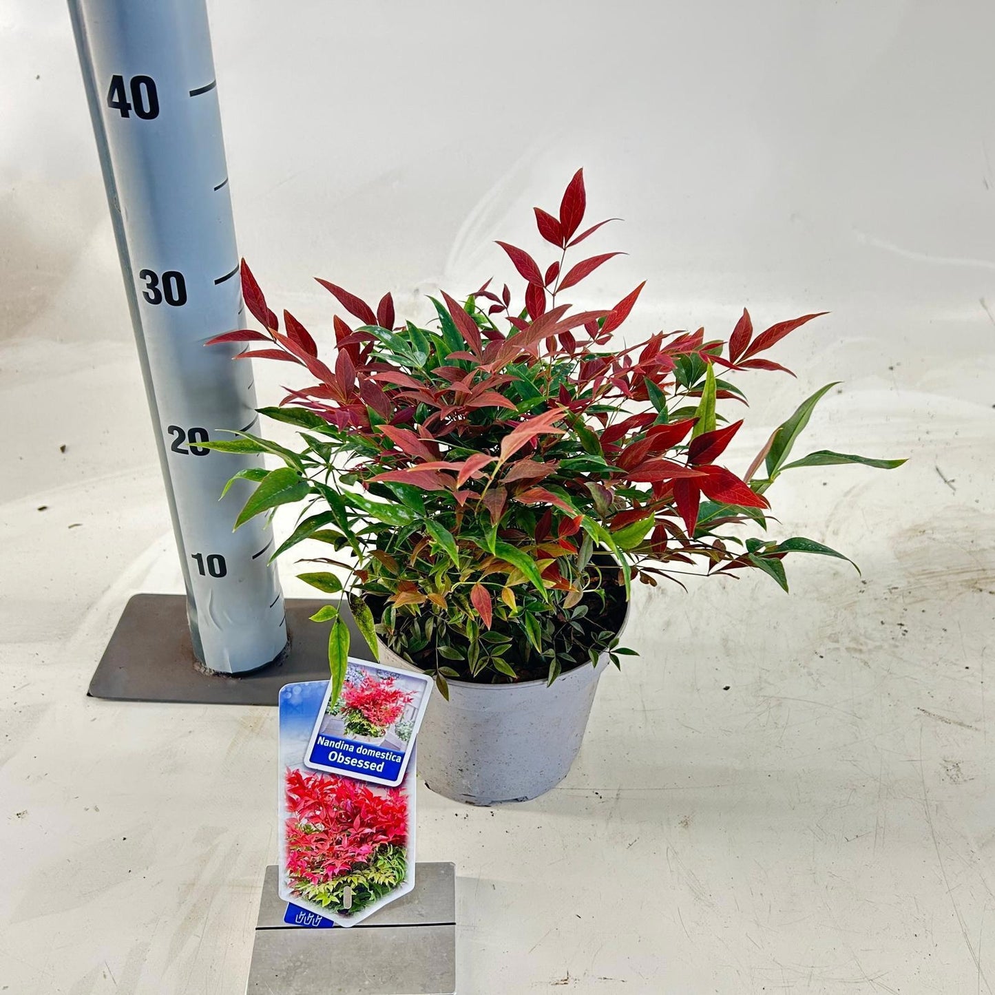 Nandina domestica Obsessed Seika 35cm 17cm Pot