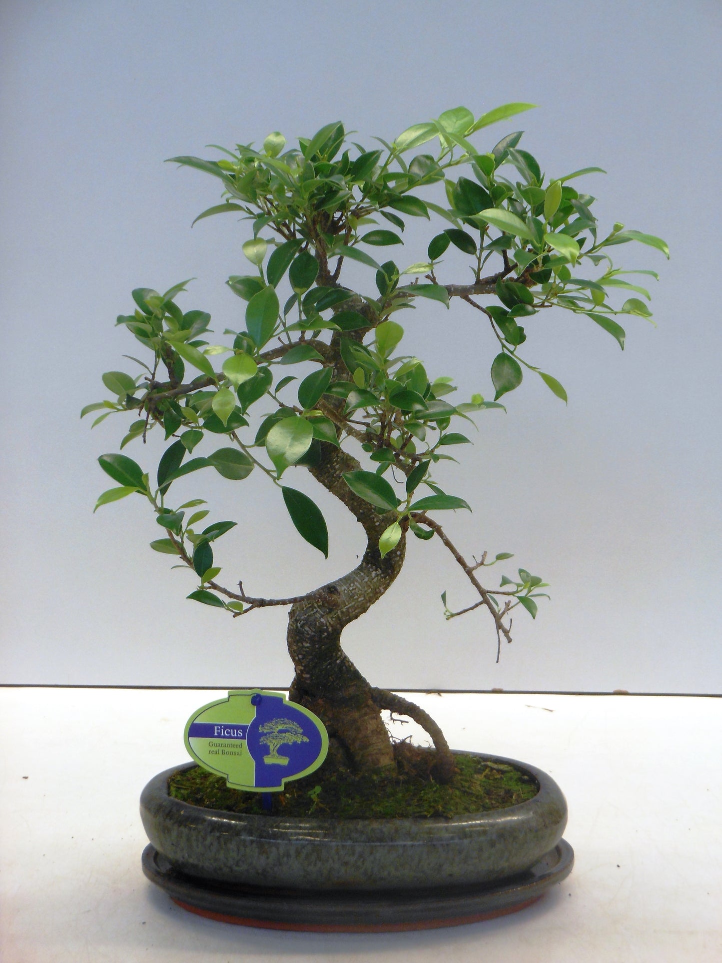 Bonsai Mix 40cm 24cm Pot