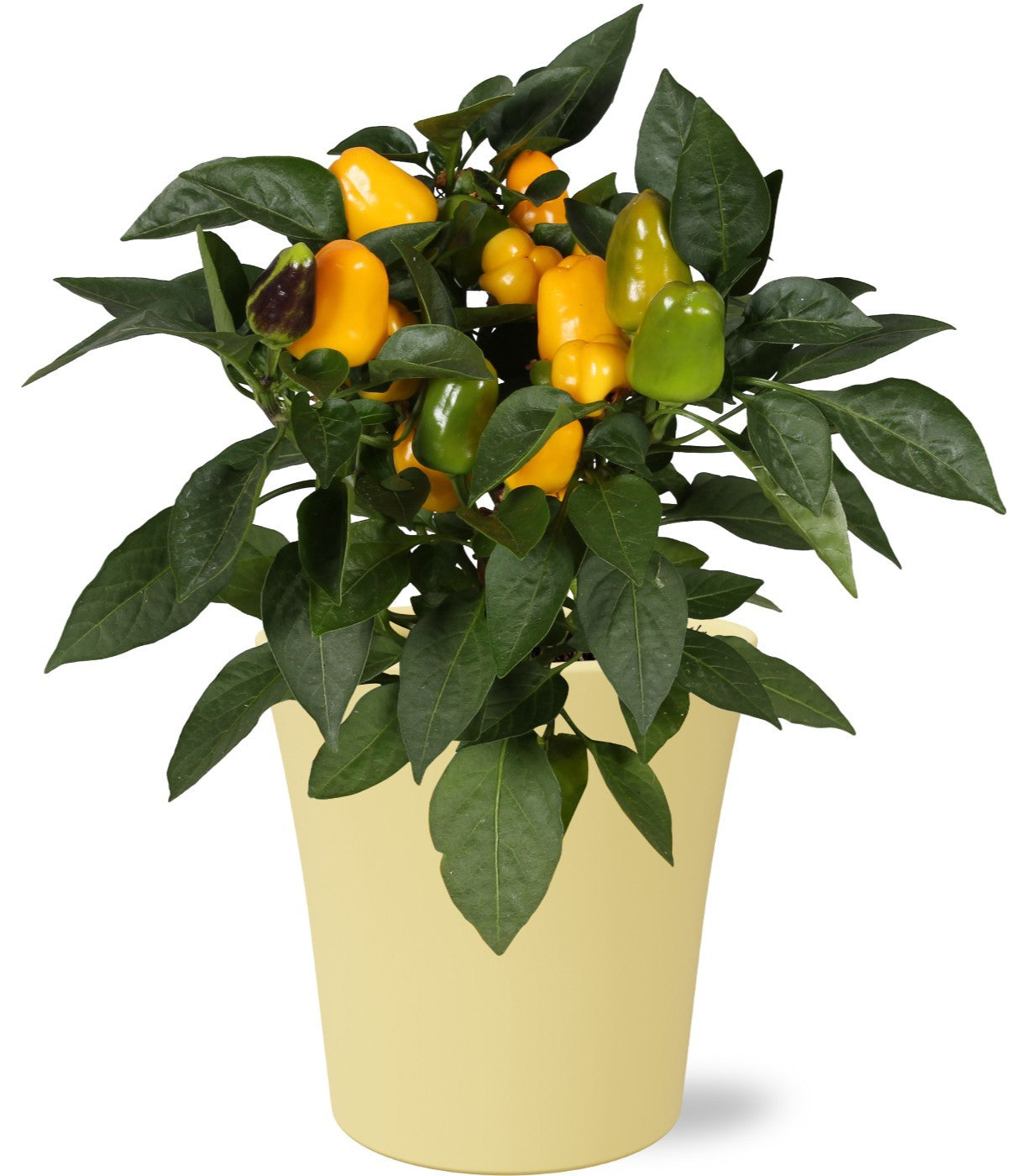 Capsicum ann. Samba Yellow 30cm 13cm Pot