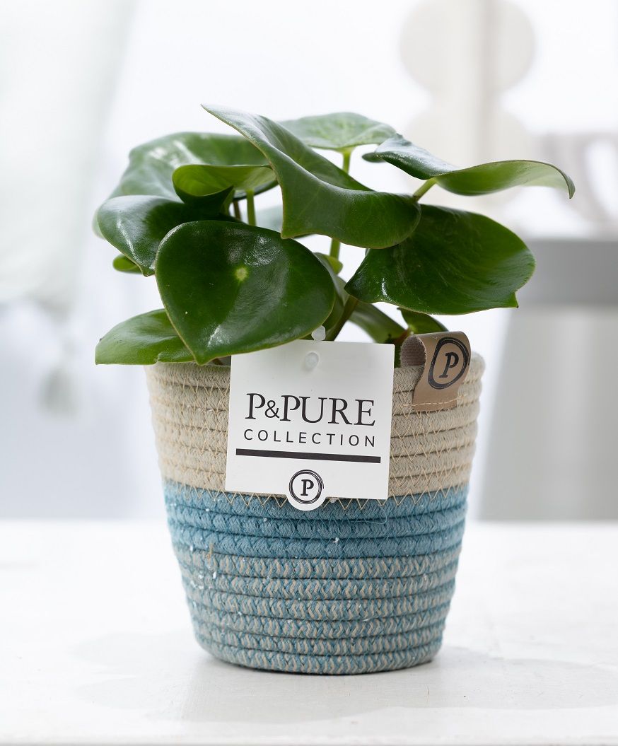 Peperomia Raindrop 25cm 12cm Pot