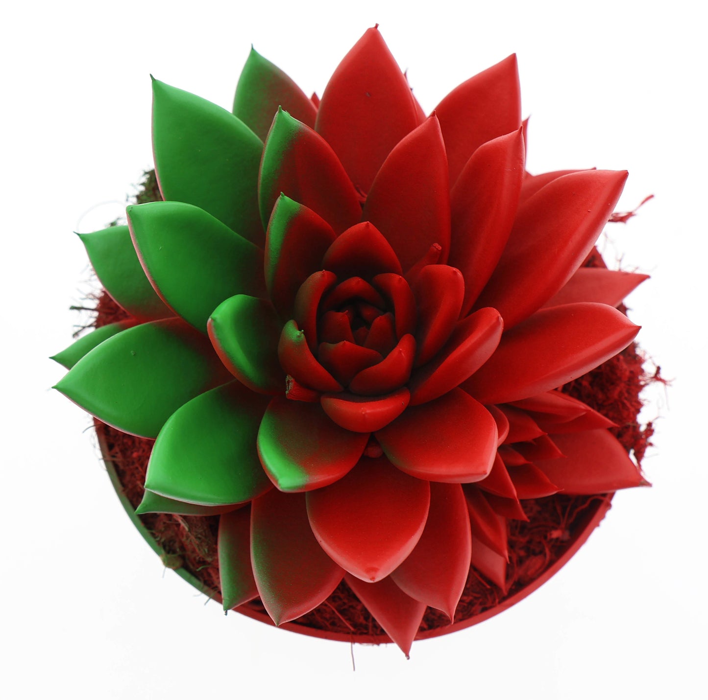 Rainbow Portugal 15cm 12cm Pot