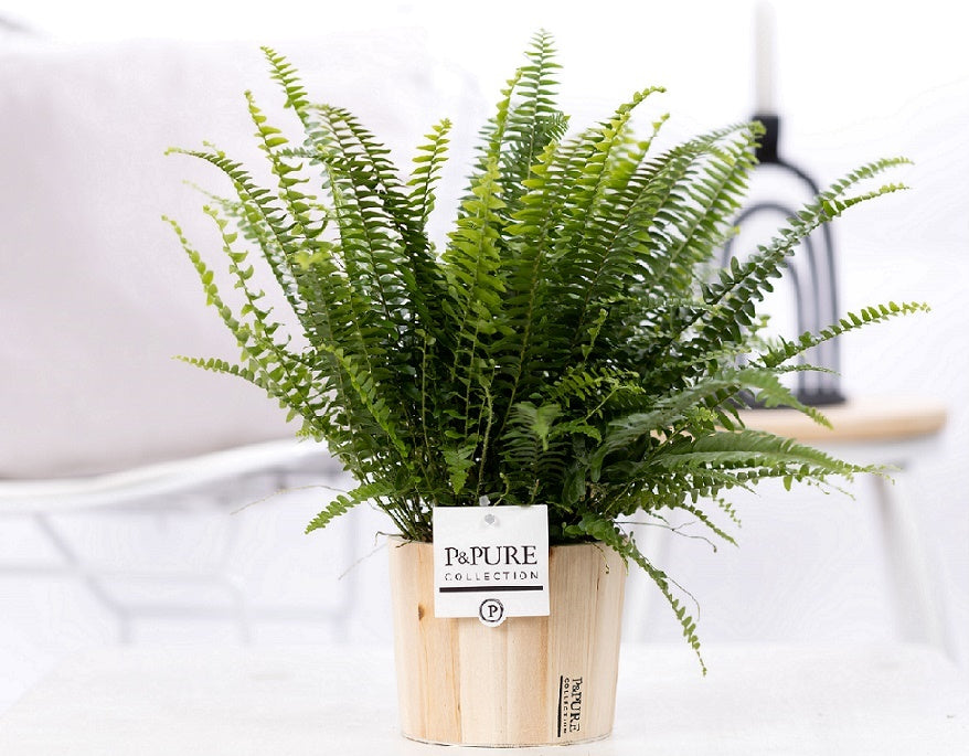 Nephrolepis Green Lady 35cm 12cm Pot