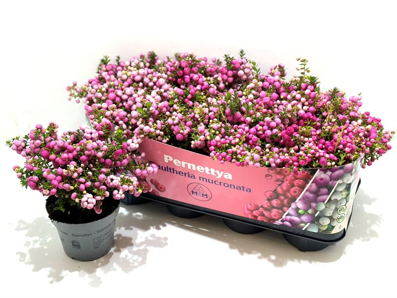 Gaultheria mucronata 25cm 14cm Pot