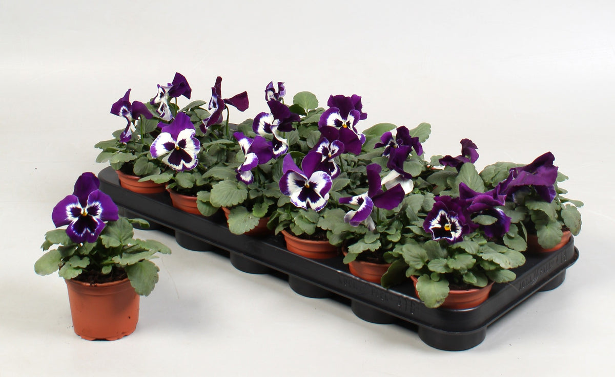 Viola Alpha Purple end White 15cm 9cm Pot