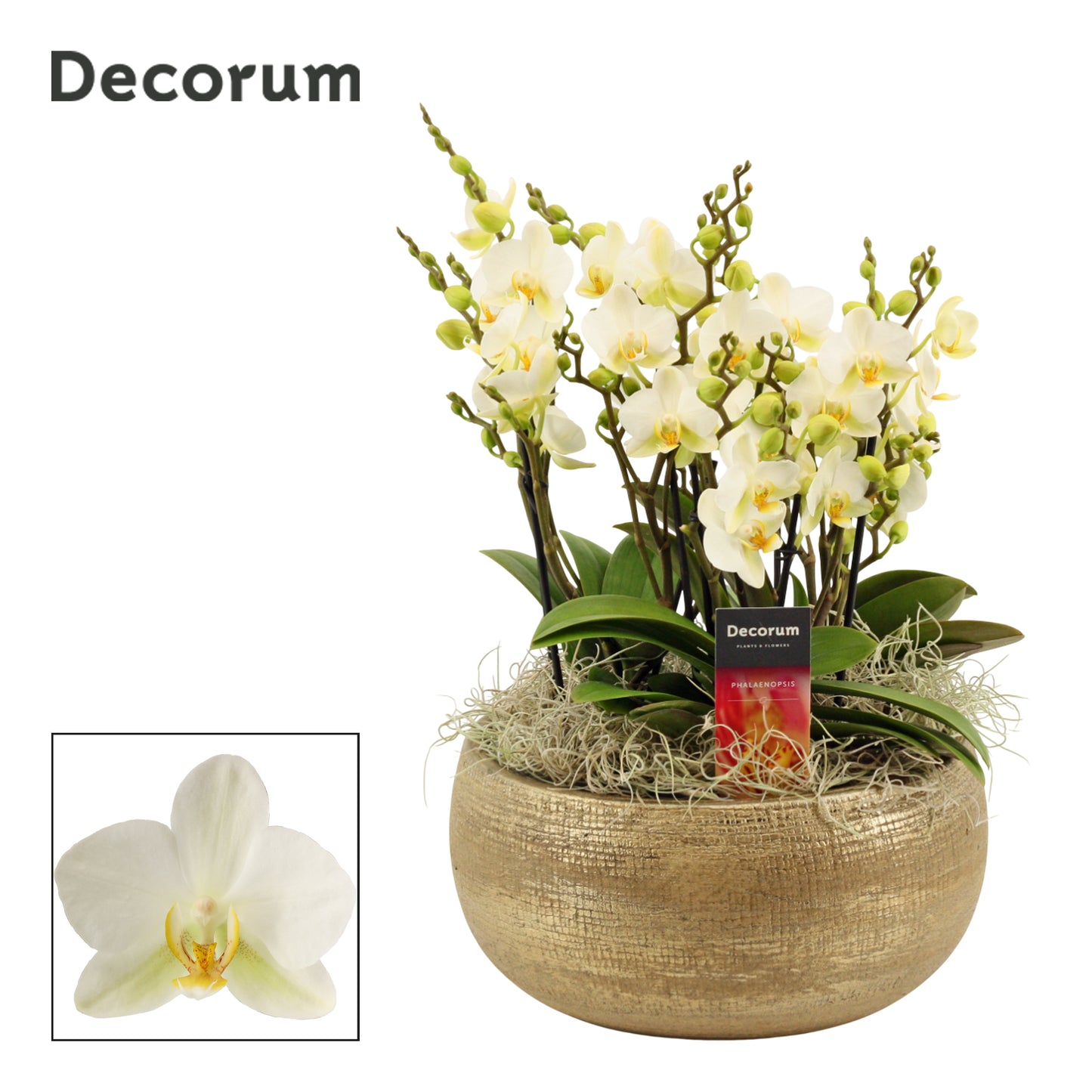 Phalaenopsis mf. Lausanne 35cm 27cm Pot