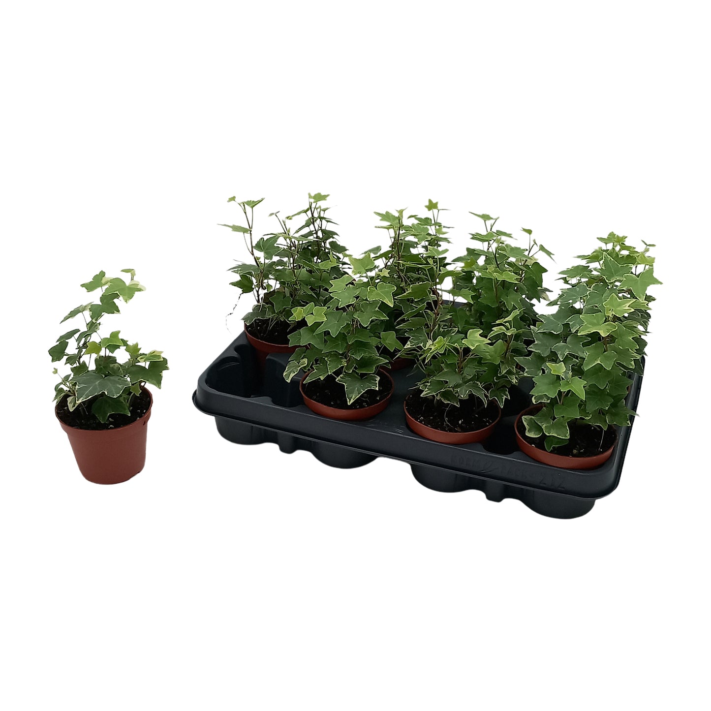 Hedera helix Esther Special Pot (508)