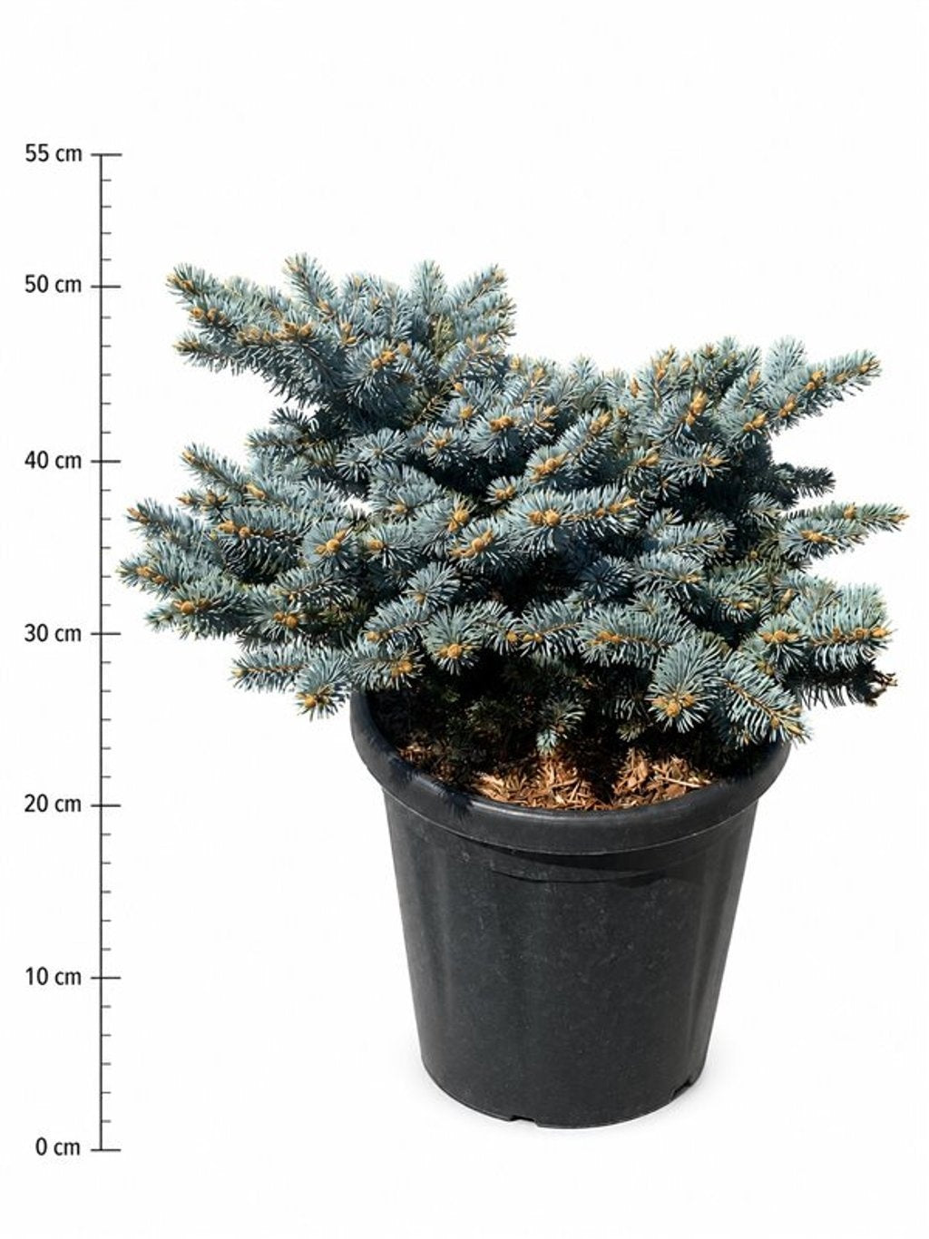 Picea pun. Glauca Globosa 60cm 38cm Pot