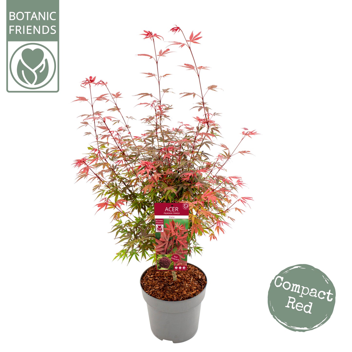 Acer Shaina 110cm 29cm Pot