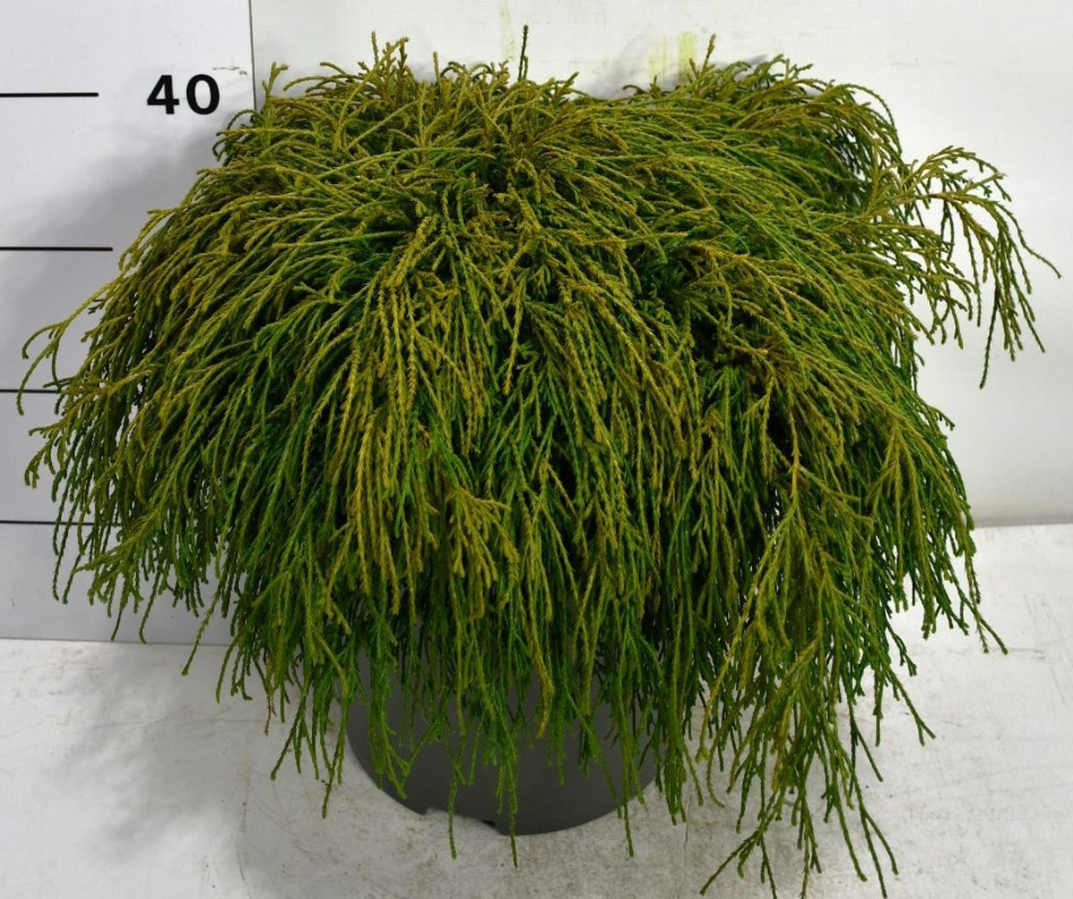 Chamaecyparis Filifera Nana 50cm 32cm Pot