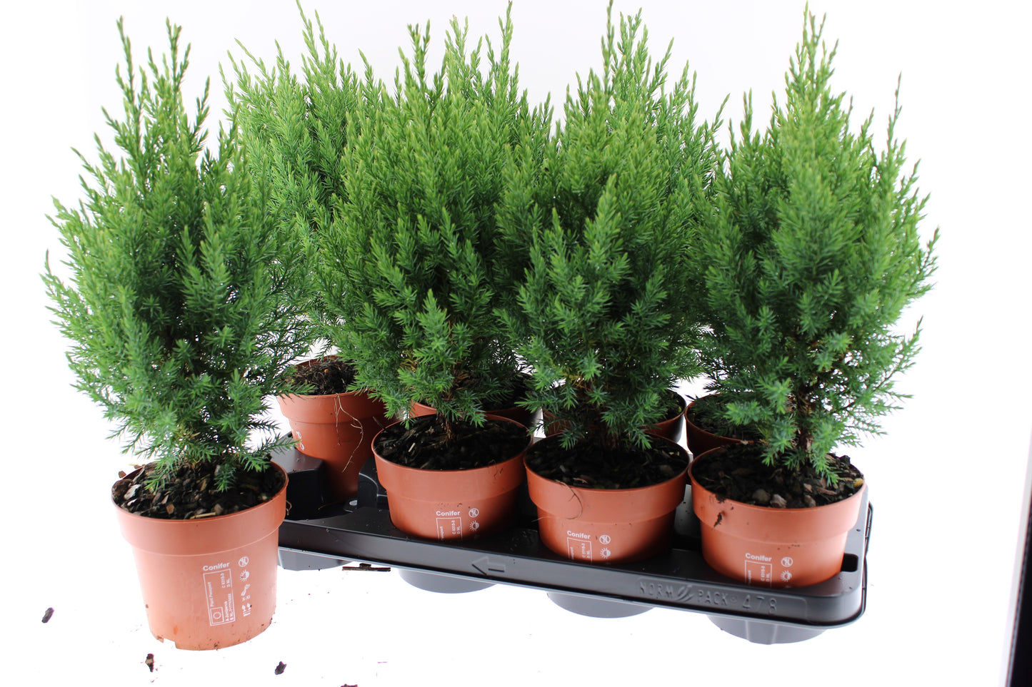 Juniperus Stricta 45cm 13cm Pot