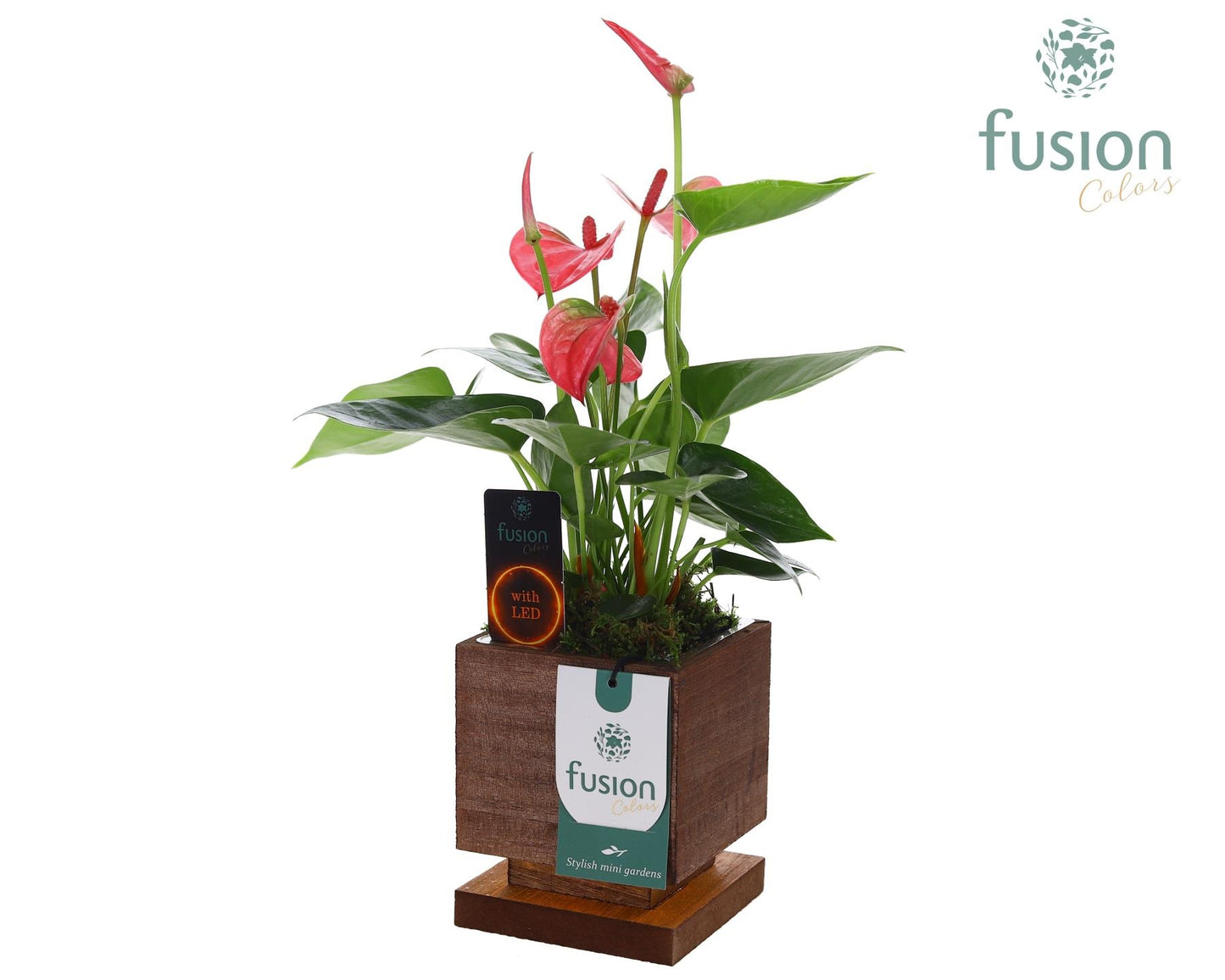 The Green Lighting Garden LED Small met Anthurium 29cm 10cm Pot