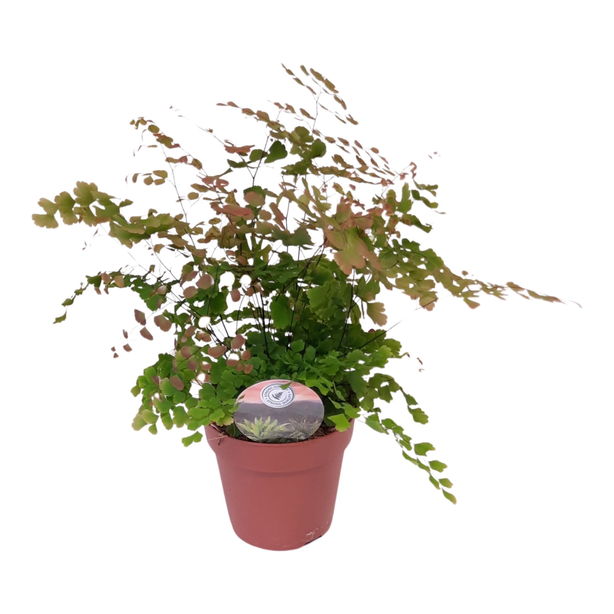 Adiantum Scutum Roseum 35cm 12cm Pot