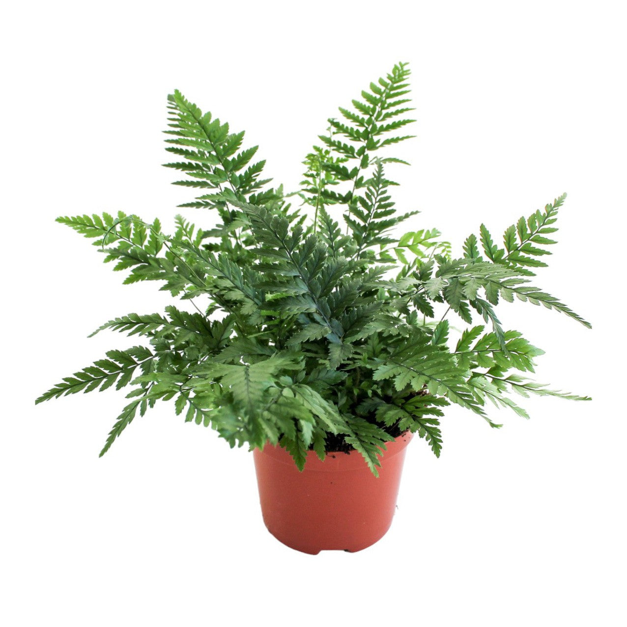 Polystichum tsus-simense 20cm Special Pot (508)