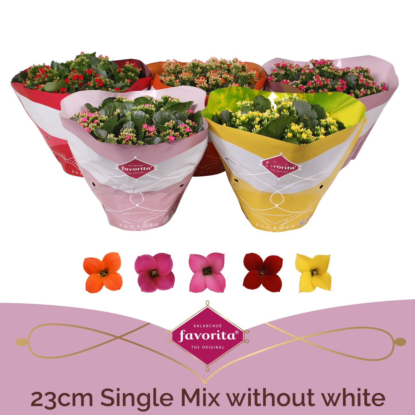 Kalanchoe mix no white 27cm 23cm Pot