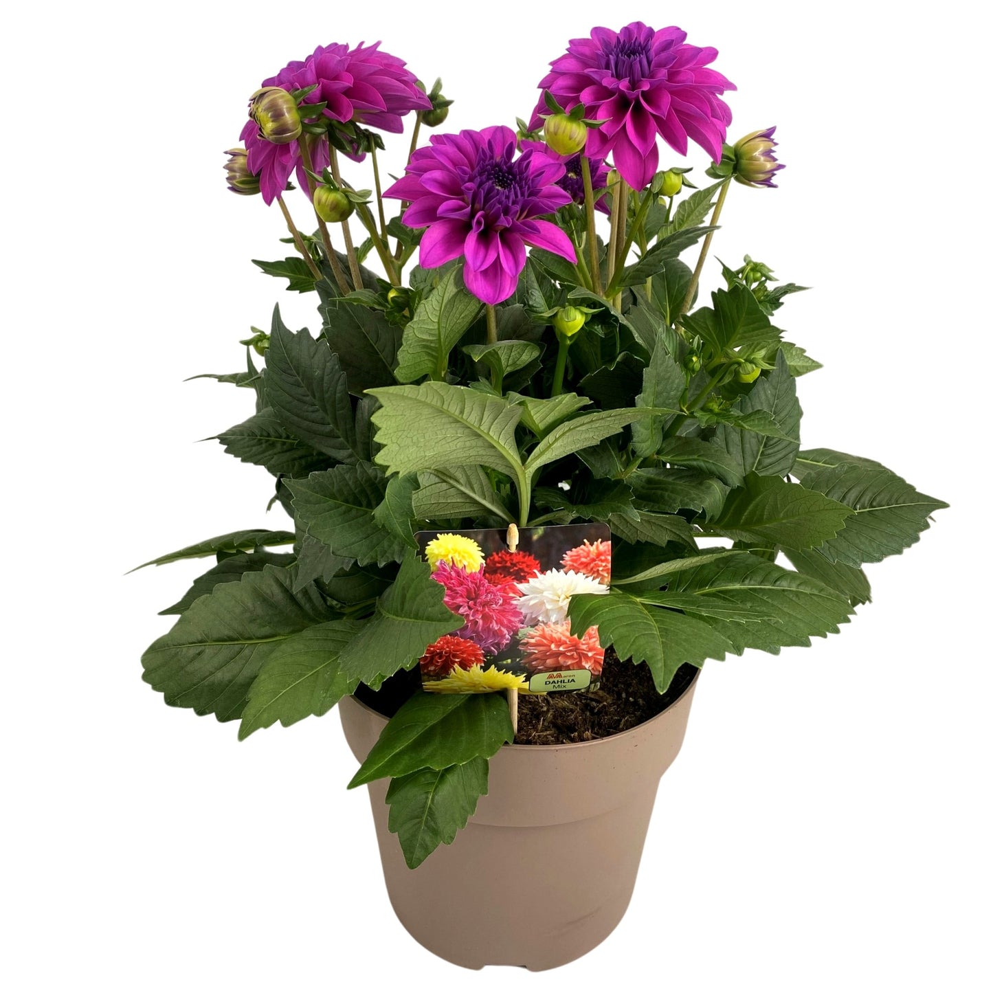 Dahlia Dalina Maxi Zarco 55cm 23cm Pot