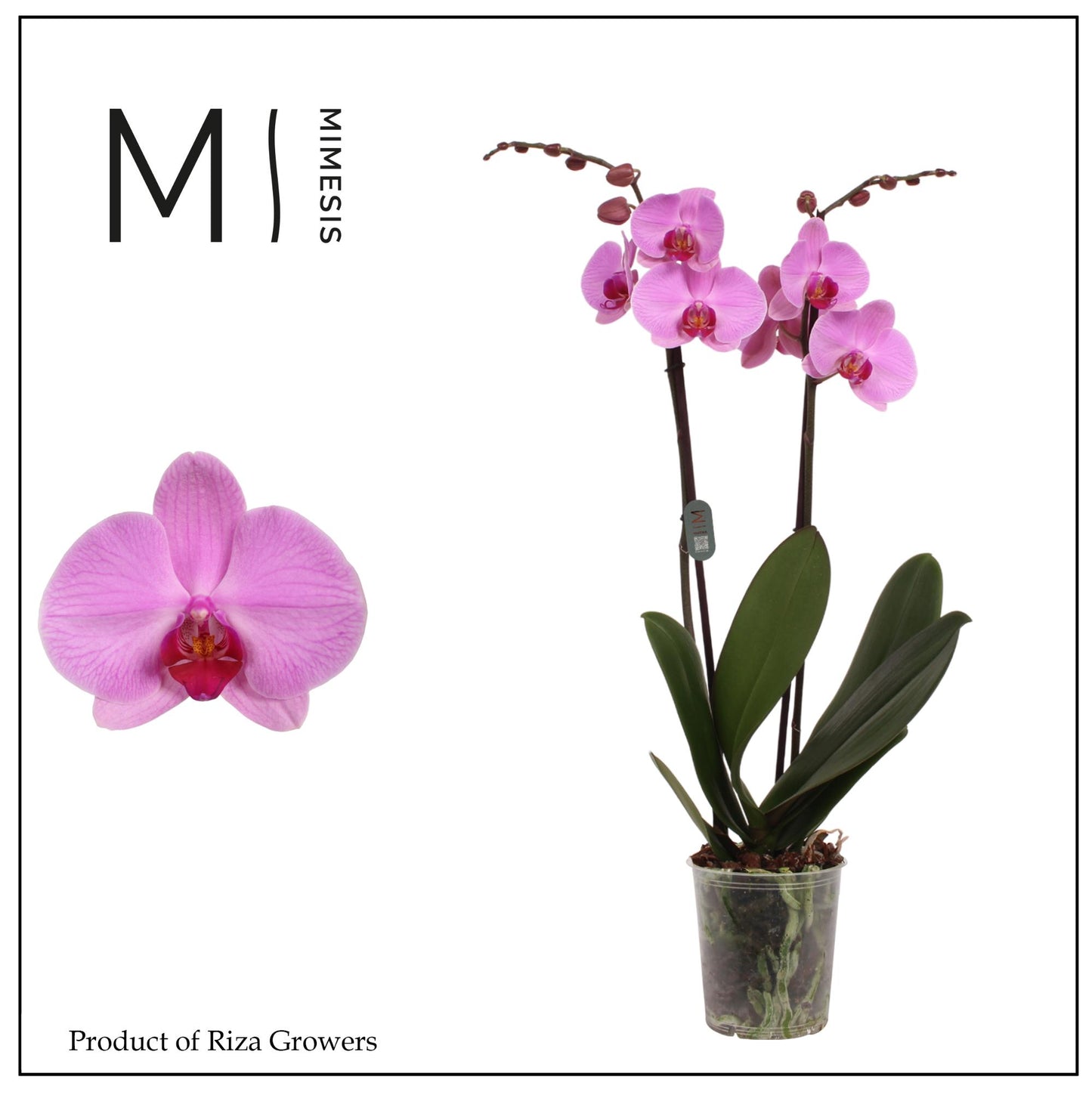Phalaenopsis Orlando 70cm 12cm Pot