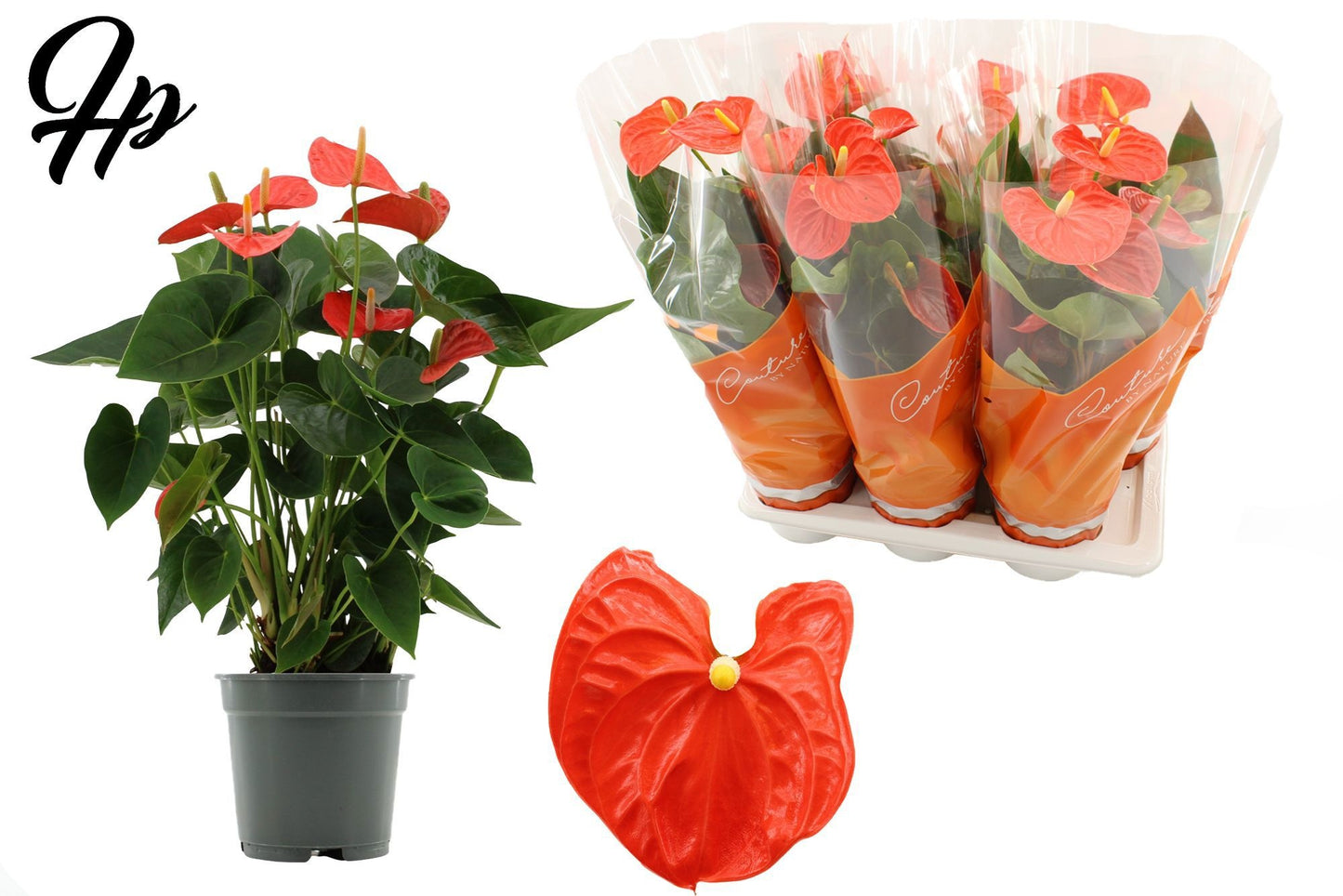 Anthurium Sierra Orange 57cm 17cm Pot