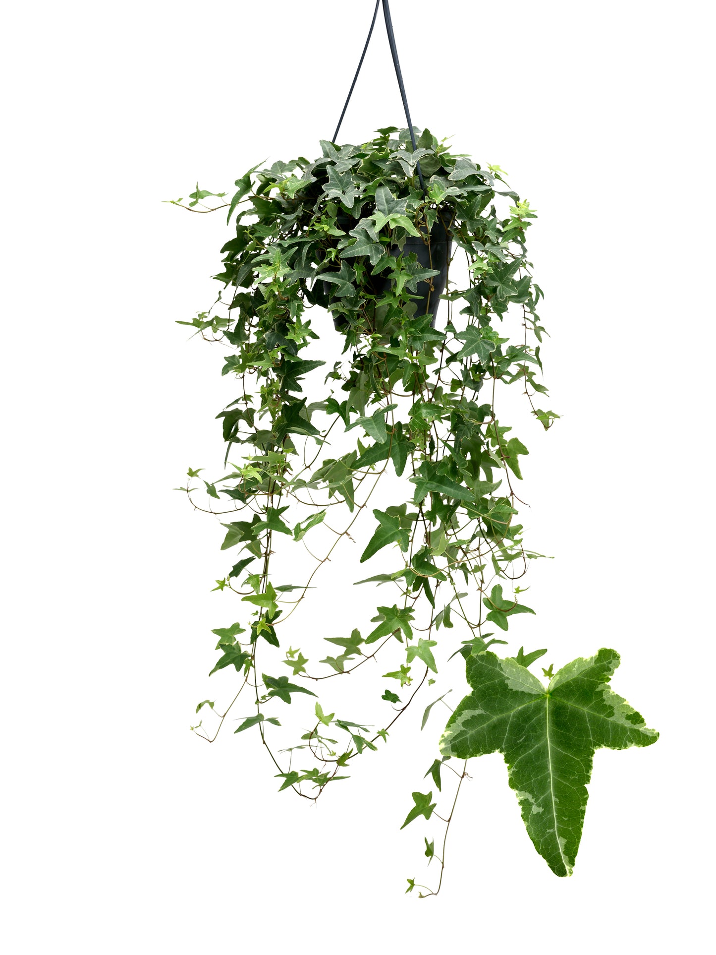 Hedera helix Mona Lisa 19cm Pot