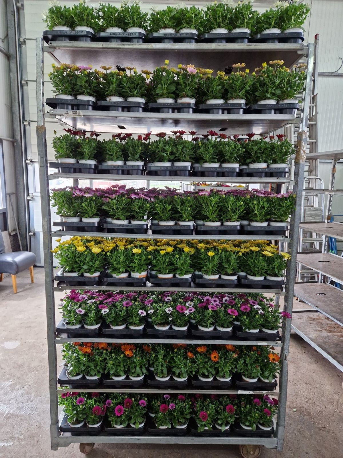 Osteospermum Senorita mix 25cm 510cm Pot